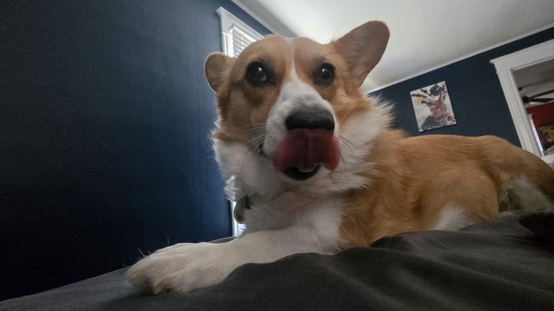 Willow the corgi